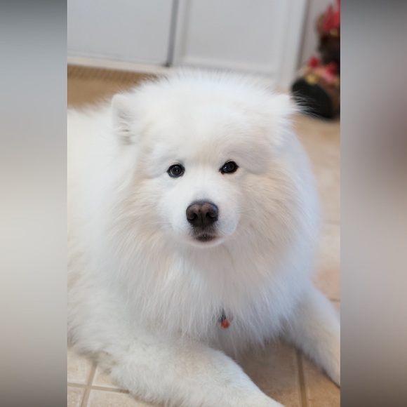 Meet your Pup Posher - Picture 1 of 4